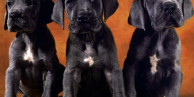 Коммуникация собак