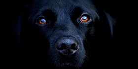 Импринтинг у животных