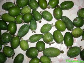 Желе из фейхоа на зиму, рецепт с фото