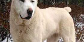 Поведение животных перед землетрясением