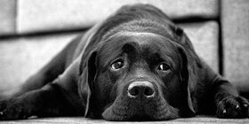 Фобии и страхи у собак