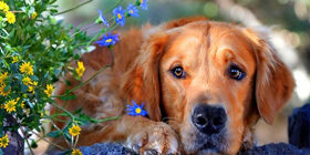 Геном собаки