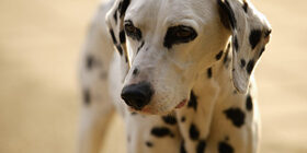 Верность и преданность собак