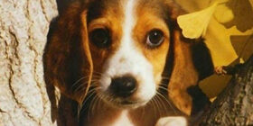 Собаки запоминают людей