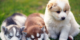 Общение собак с помощью специфических запахов и телодвижений