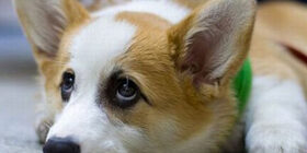 Рост и развитие эмбриона у собак