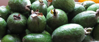 Варенье из фейхоа без варки, рецепт живого варенья с фото