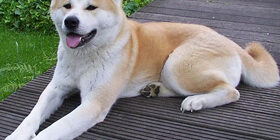 История пса Хатико