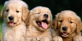 Рацион кормящей собаки