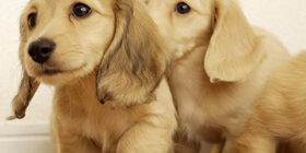 Общая потребность собаки в корме