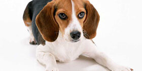 Предупреждение болезней собак и самолечение собак