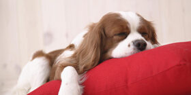 Собачий сон как вариант поведения