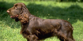 Лечение собак травами