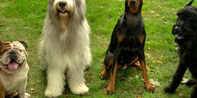 Нормированное кормление собак