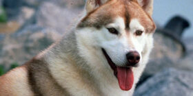 Условные рефлексы у собак