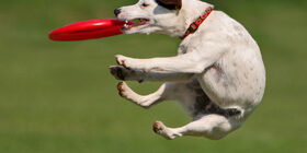 Натуральные и искусственные рефлексы