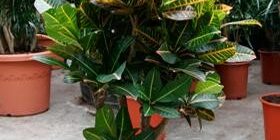 Выбираем самые лучшие цветы для дома