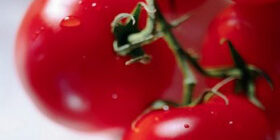 Как подготовить томаты для консервирования