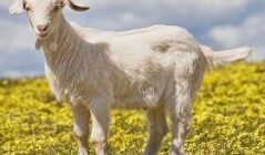 2015 год какого животного