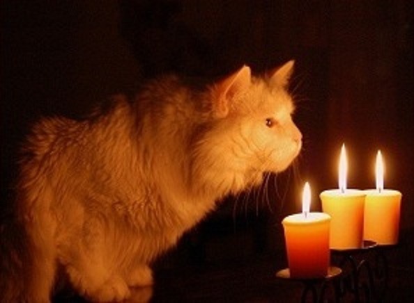 Рождественское гадание с котом