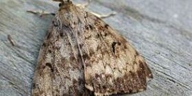 Избавляемся от моли в доме.