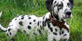 Животные предсказывают землетрясение и наводнения