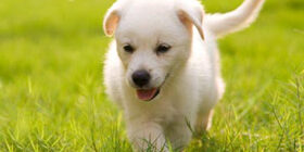 Зеленый корм для собак