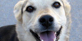 Репродукция собак и их потребность в питательных веществах