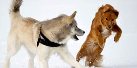 Игровое поведение животных