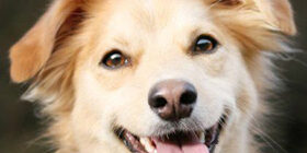 Восторг и радость собаки