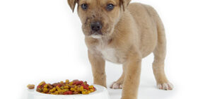 Остатки технических производств в кормлении собак