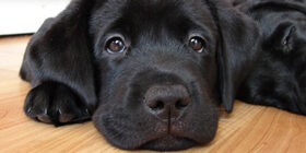 Нервная система собак