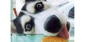 Остатки мукомольного производства в кормлении собак