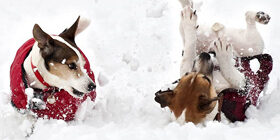 Особенности питания щенков и молодых собак