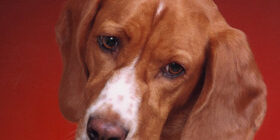 Антипатии и симпатии у животных