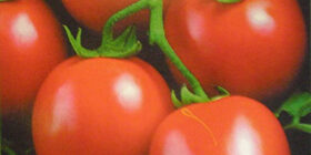 Технология переработки томатов