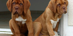 Подражательное поведение собак