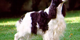 Как реагирует собака на погоду