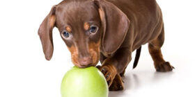 Дрожжи для собак и их польза