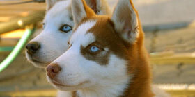 Протеин для собак и важность его в жизнедеятельности