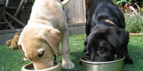 Минеральные добавки для собак