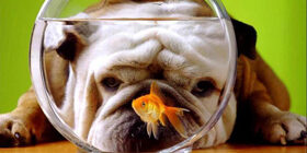 Биологическое значение рефлекса собак