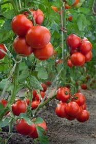 Когда созревают помидоры в теплице Когда созревают помидоры в теплице