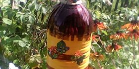 Улей из пластиковой бутылки своими руками