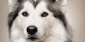 Половое поведение собак