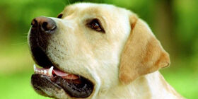 Ритуализация в поведении собак