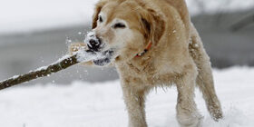 Кормление охотничьих собак