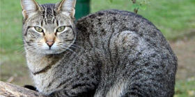 Беспородная домашняя кошка фото