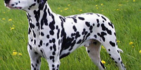 Этология - наука о поведении