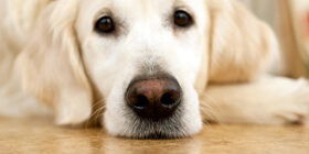 Собаки в художественной литературе